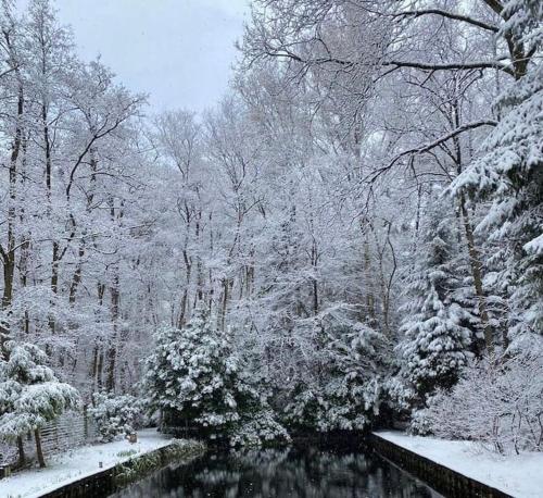 a forest covered in snow with a river and trees at Prachtige chalet in het bos met sauna! in Lanaken