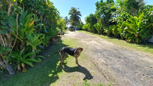 a dog standing on the side of a dirt road at Herons Reef Holiday Apartments in Rarotonga