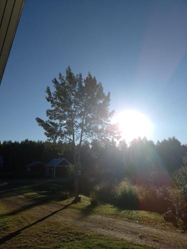 a tree in a field with the sun in the sky at Wild nature in Kuhmo