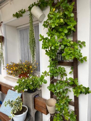 a bunch of plants on a wall with a window at La Casetta in Caltabellotta