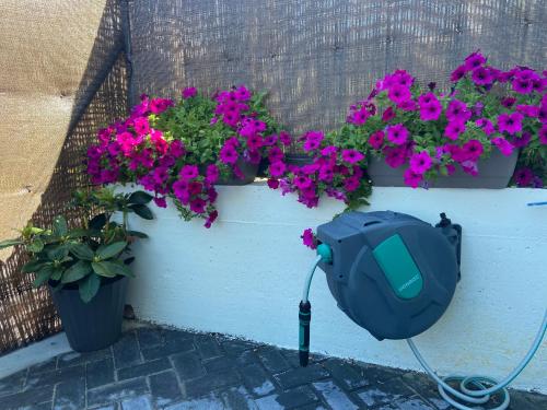 a garden with purple flowers and a hose at Casa Entrehorreos in Carnota