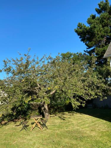 un arbre dans un champ avec un banc en bois sous celui-ci dans l'établissement Chambre étape, à Pédernec