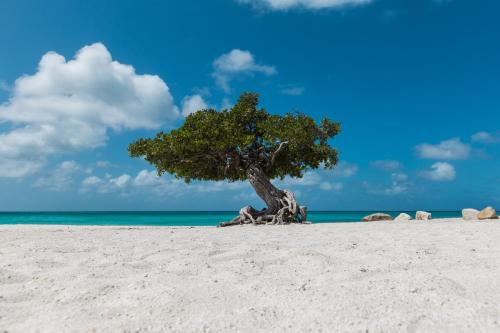 a tree on a sandy beach next to the ocean at Summerside 5 in Palm-Eagle Beach