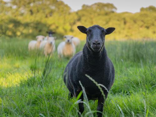 a black sheep standing in a field of grass at The Milking Parlour in Beaworthy