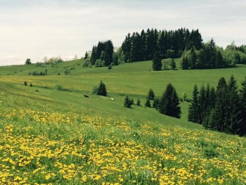 a field of yellow flowers in a green field at Chata Vločka - Orava Snow v lyžiarskom stredisku in Oravská Lesná