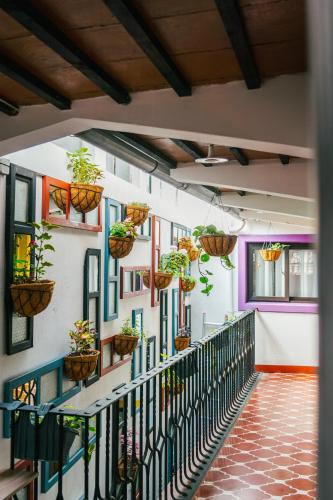 einen Flur mit Topfpflanzen an der Wand in der Unterkunft Casa Capirucho in Antigua Guatemala