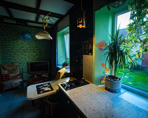 une cuisine avec une cuisinière et une plante sur un comptoir dans l'établissement Kabina, à Pakruojis