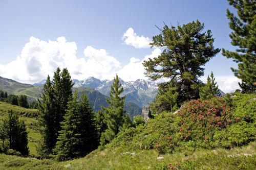 a group of trees on a hill with mountains in the background at Hotel Andy 4 Sterne Superior in Jerzens