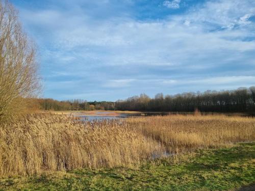 a field of tall grass with a river in it at Luxe-Avontuur in een Romantische Cabin in het Bos in Stekene