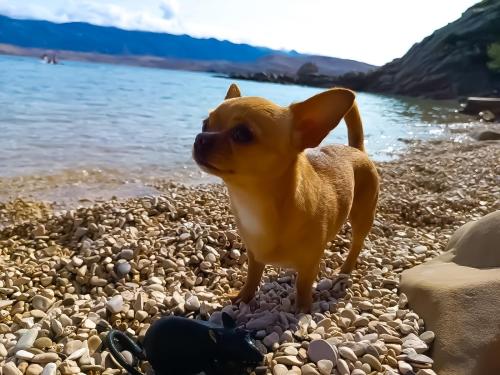 a small brown dog standing on a rocky beach at Mila's pet friendly holiday house in Pag