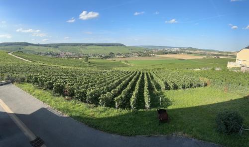 a dog sitting on the grass next to a vineyard at AU COEUR DU TERROIR CHAMPENOIS in Chavot-Courcourt