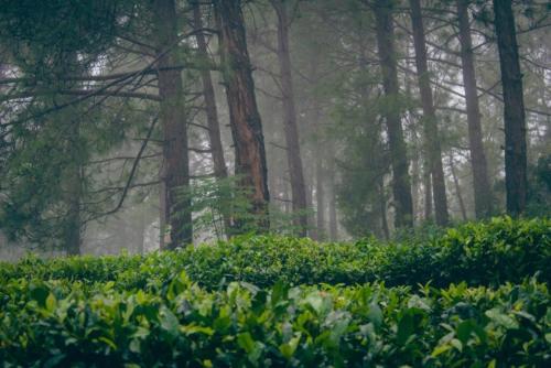 a foggy forest with trees and bushes in the foreground at Himalaya Mount View Resort Kausani in Kausani