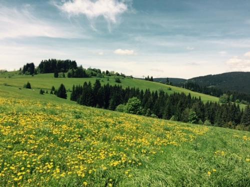 a field of yellow flowers in a green field at Chata Vločka - Orava Snow v lyžiarskom stredisku in Oravská Lesná