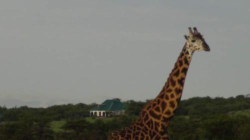 a giraffe standing in a field with a building in the background at Narasha Homestay - Maasai Mara in Talek