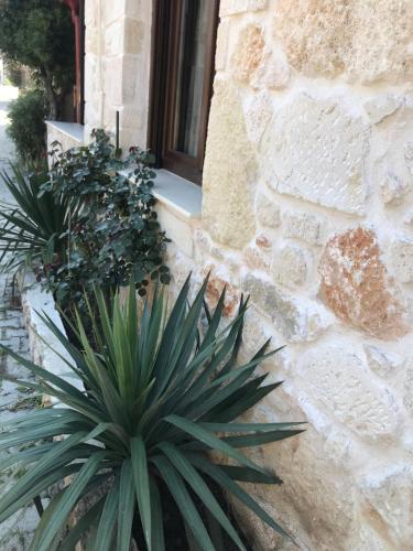 two plants in front of a stone building at Πεθκοχωρι in Pefkohori