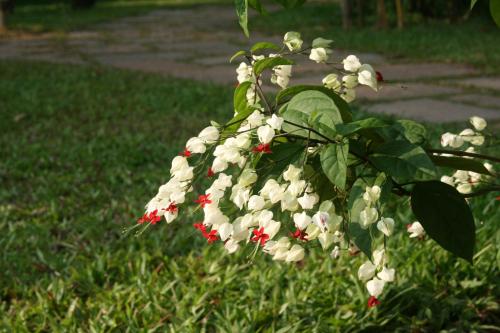 a tree with white flowers in the grass at Neeleshwar Hermitage in Nīleshwar