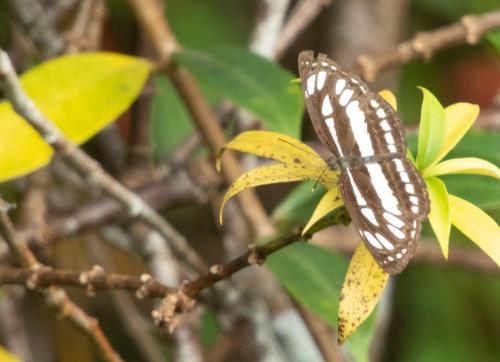 a butterfly is sitting on a tree branch at AHAS GAWWA Boutique in Padukka
