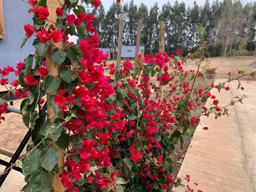 a bunch of red flowers in a garden at Viejoboldo_latrinchera in Los Rábanos