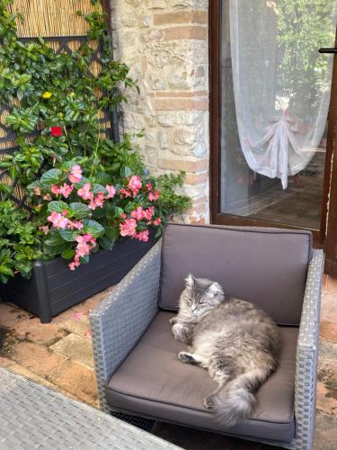 a cat laying on a chair next to some flowers at Atelier Fuori Città in Perugia