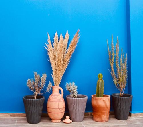 a group of five vases with plants inront of a blue wall at TRAVEL SURF NATURE in Tamraght Ouzdar