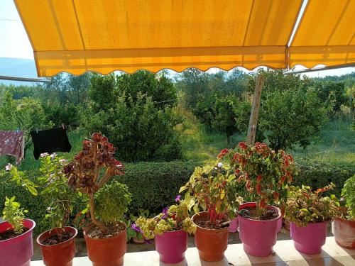 a group of potted plants sitting under a tent at Guest house Fetie in Berat