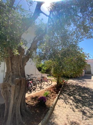 a couple of bikes parked next to a tree at Residence Alba in Vieste