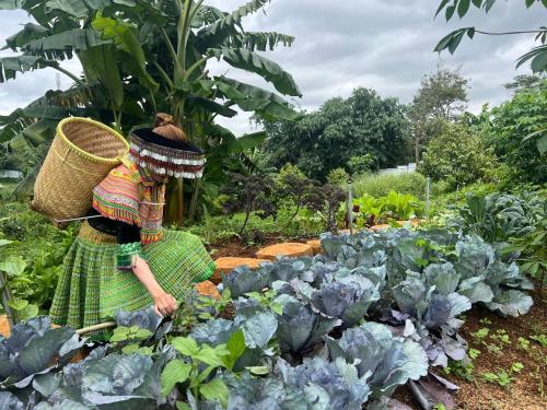 uma mulher parada num jardim com repolho em Mộc Hương farmstay 
