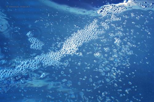 a whale shark swimming in the blue water at Gîte Altitude 399 à Trois-Ponts in Basse-Bodeux