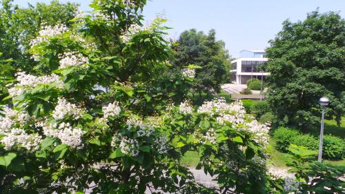 a tree with white flowers in front of a building at Hostel Levicki in Slavonski Brod