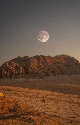 a moon over a mountain with a horse in the desert at Wadirum Zeid camp&Tours in Wadi Rum