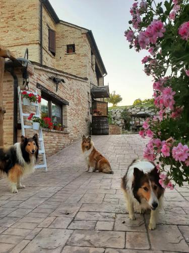 3 cani sono seduti su un patio accanto a un edificio di Il Casale dell'Acquabona a Montefano