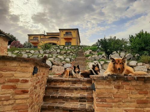a group of dogs sitting on a set of stairs at Il Casale dell'Acquabona in Montefano