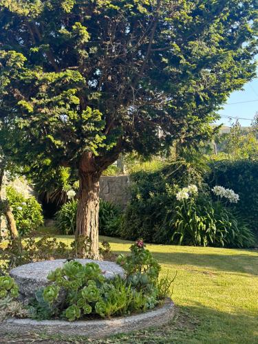 a tree in a garden with some flowers in a park at VILA GUIA in Valdreu in Braga