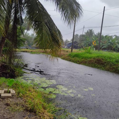 a wet road with a palm tree on the side at Kampung Cottage Bagan Datuk in Selekoh