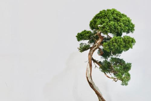 a small pine tree against a white background at THE ROOT2 HOTEL in Kyoto