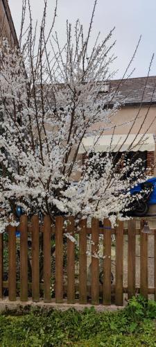 une clôture en bois avec un arbre à fleurs derrière elle dans l'établissement chambre chez l'habitant rouge maison ancienne, à Ivoy-le-Pré