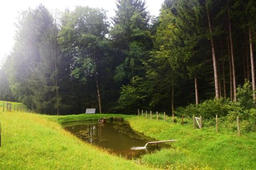 a pond in the middle of a field with trees at Ferienhaus Masser in Mainsdorf