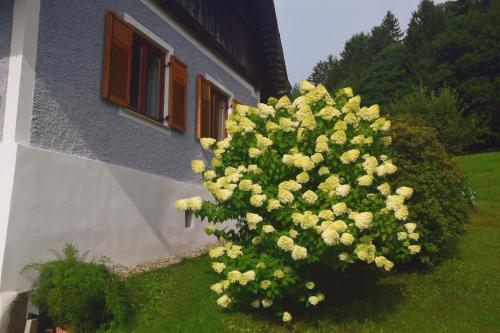 a bush of flowers in front of a building at Ferienhaus Masser in Mainsdorf