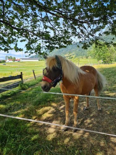 un caballo marrón de pie junto a una valla en Ferienhof Hierl, en Burgberg