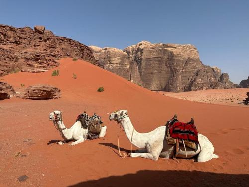 Dos camellos están sentados en el desierto en Bedouin Holidays Camp and Jeep Tours, en Wadi Rum