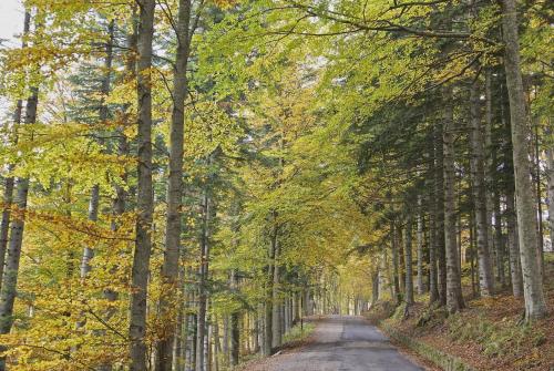 a road through a forest in the fall at Gli Aristogatti in Campo Tizzoro
