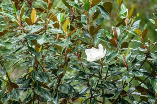 Imagen de la galería de Eden Gardens in Scenic Aldgate, en Aldgate