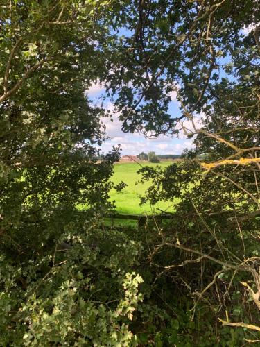 a view of a green field through the trees at The Bus Stop in Stokesley