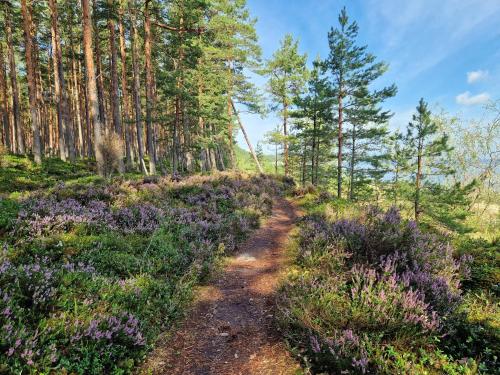 a trail through a forest with purple flowers at Angren Albatross, SEA & SPA in Ķesterciems