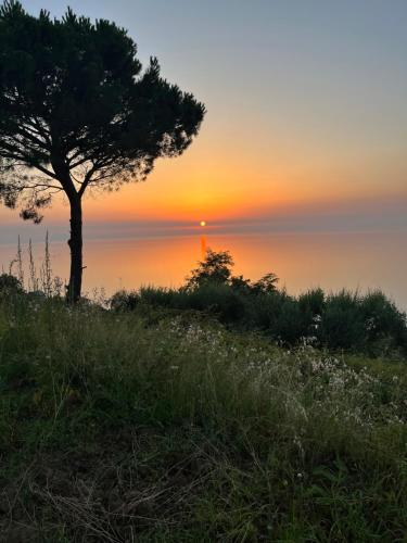 a tree on a hill with the sunset in the background at Casa Morello in Zambrone