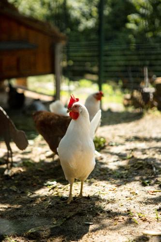 a group of chickens standing on the ground at Coltivare AgriRelais in La Morra