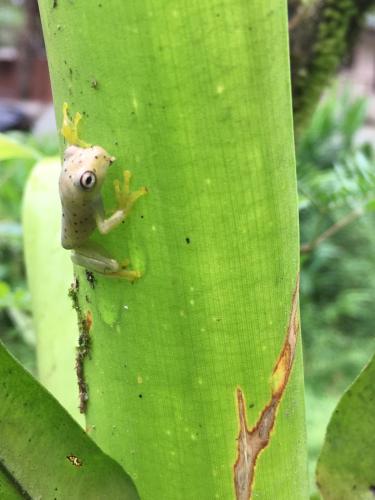 a small frog sitting on a green leaf at YEJOS Jungle Lodge in Dos Brazos