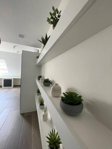 a white bathroom with potted plants on a counter at Chimay : la Chambre Verte de la Grand Place in Chimay
