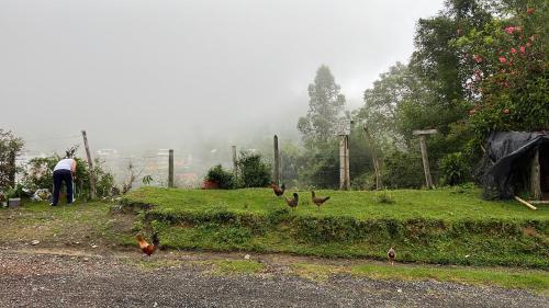 a group of chickens walking around in a garden at Posada Dónde Cupeto in Salento