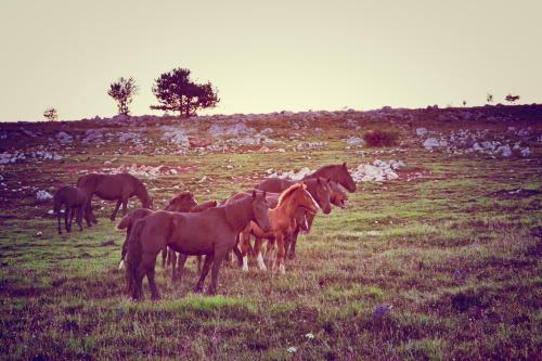 Άλλα ζώα σε αυτό το κατάλυμα σε φάρμα ή στη γύρω περιοχή